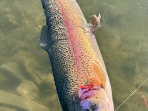 12月29日(月)　小平市　にけるさん