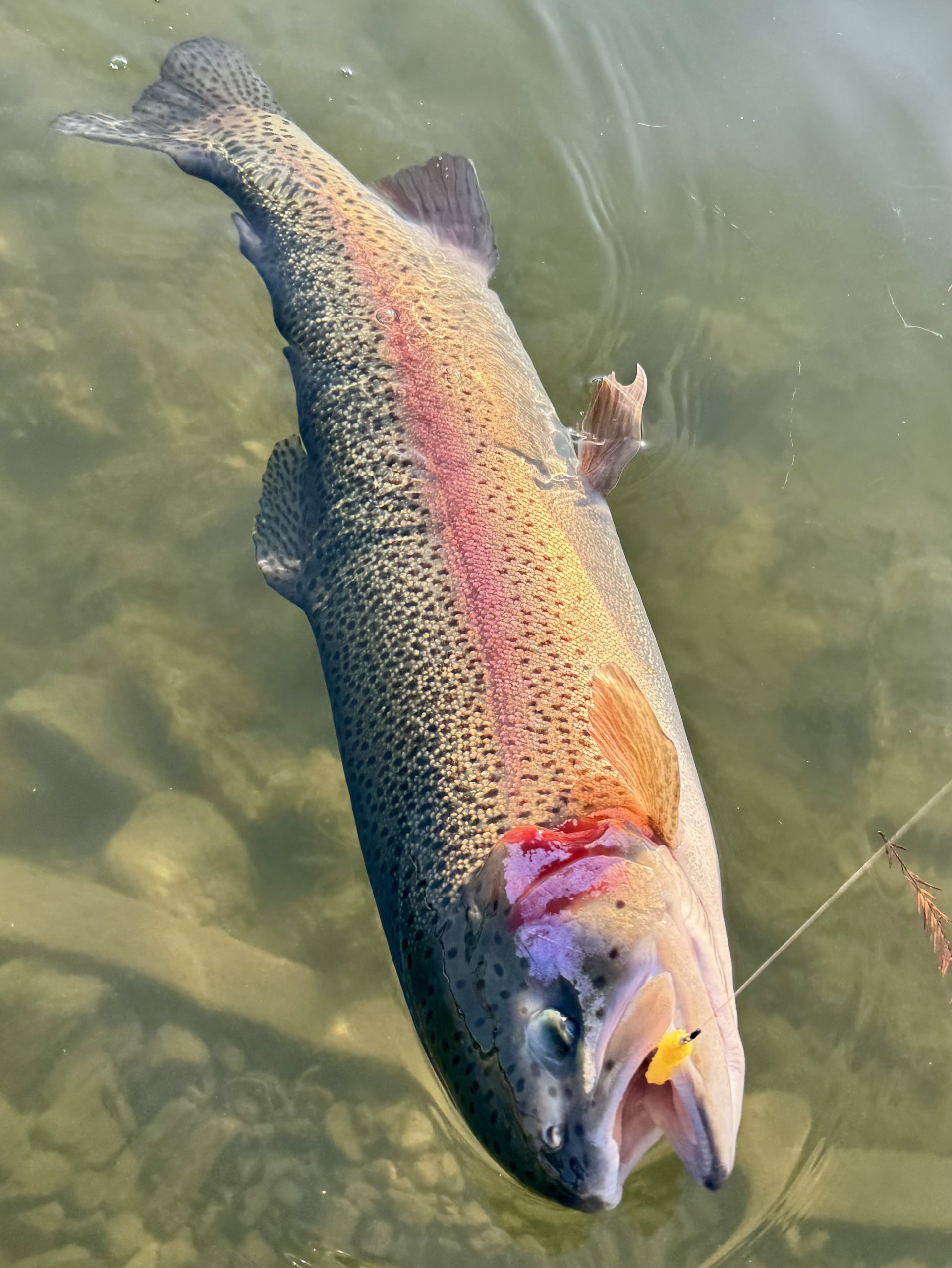 12月29日(月)　小平市　にけるさん