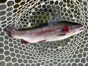 12月13日（土) 入間市　フライマンYOKOZUKAさん