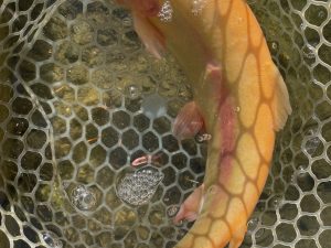 12月15日（月）　八王子市　宮城さん