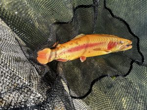 11月30日（日）町田市　から揚げ班長さん