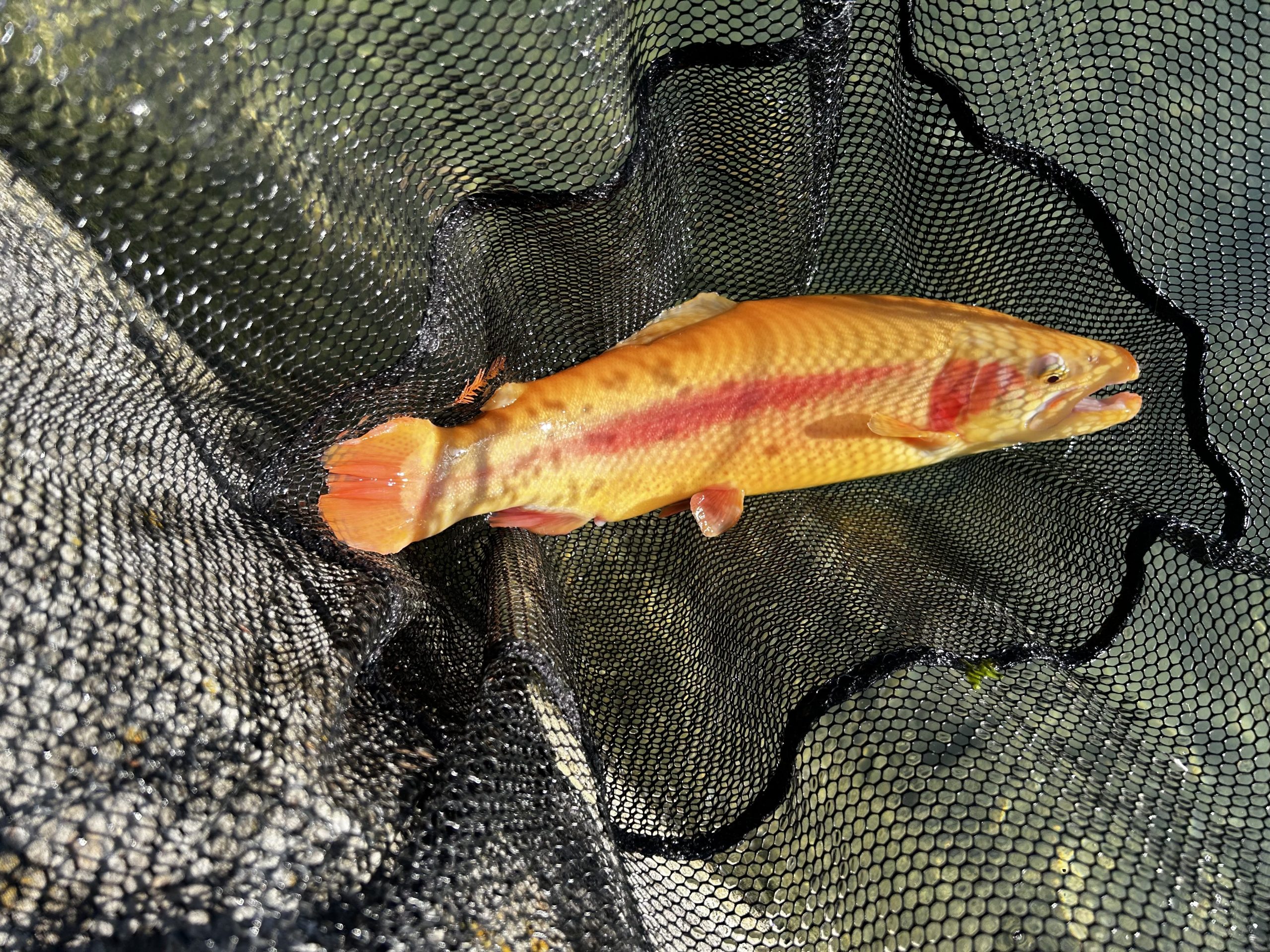 11月30日（日）町田市　から揚げ班長さん