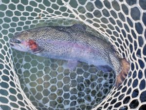 12月6日（土）所沢市　Neoさん