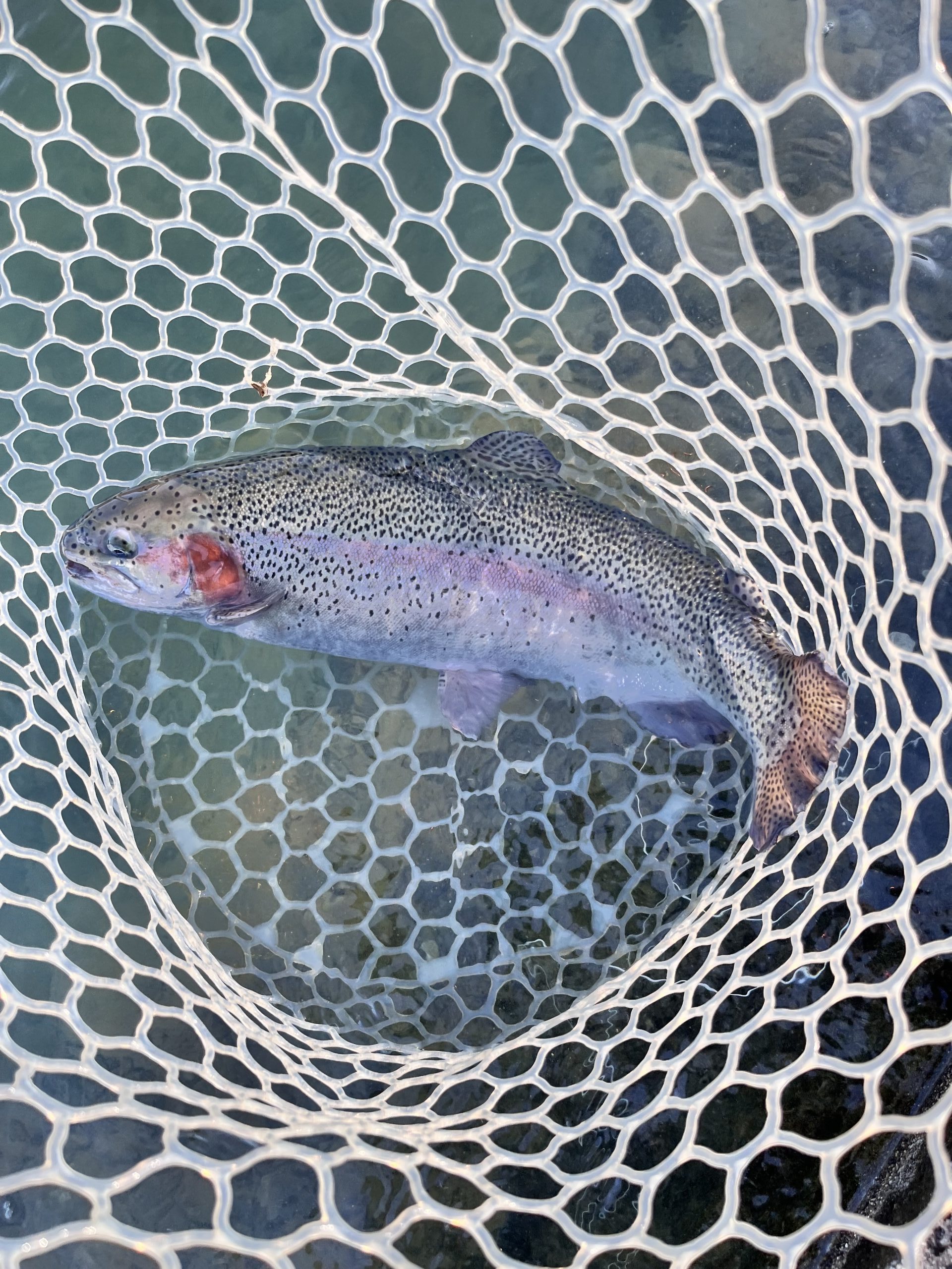 12月6日（土）所沢市　Neoさん