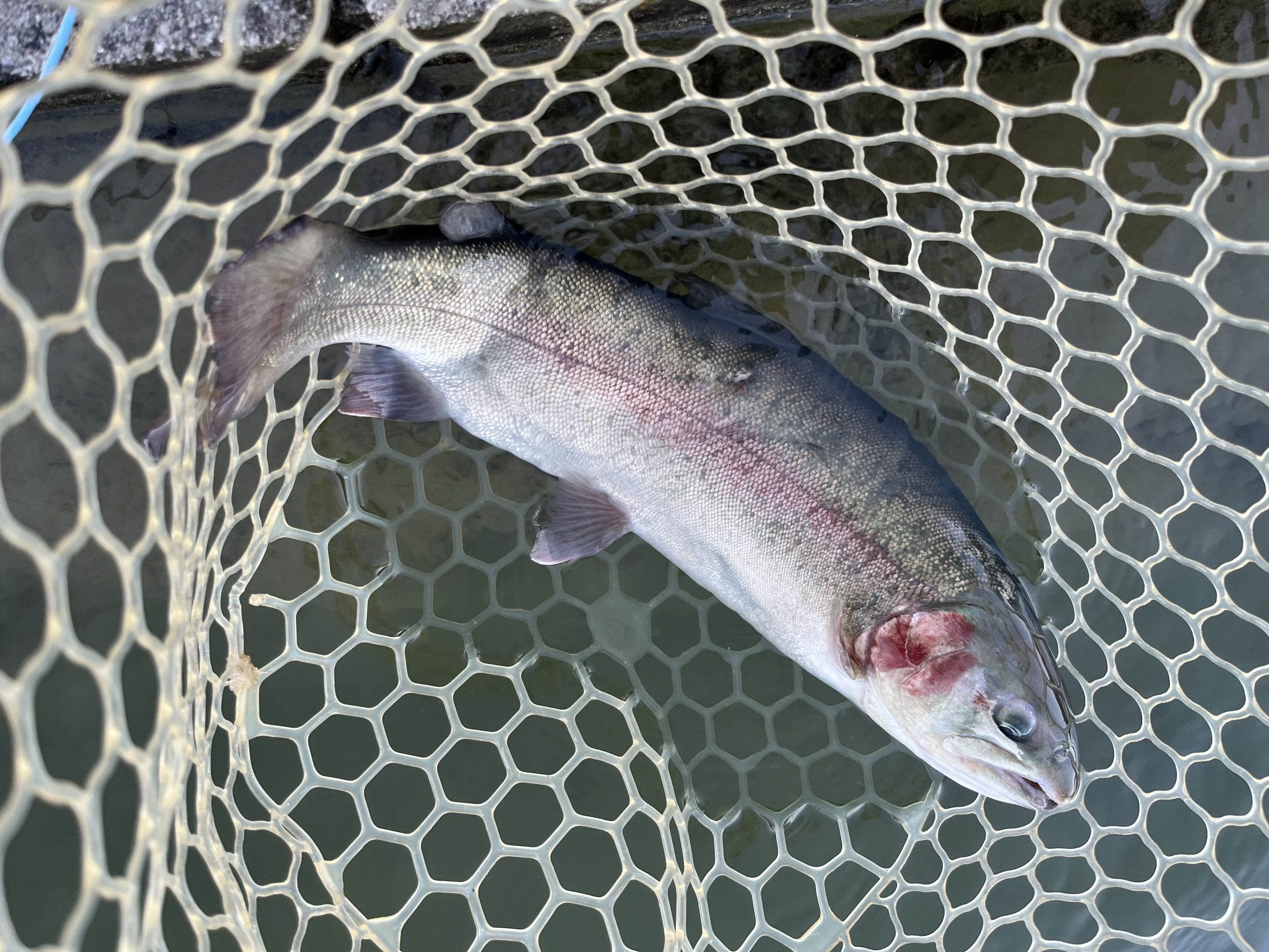 12月28日（日）所沢市　Neoさん