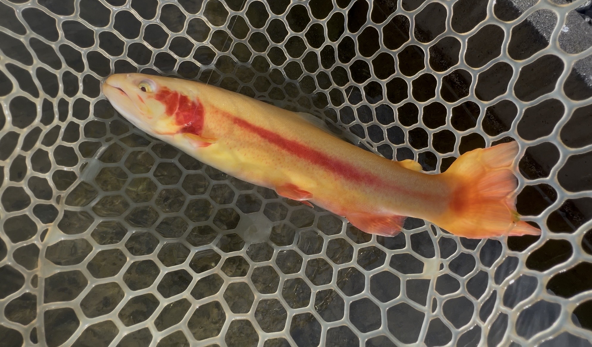 12月22日（月）入間市　つるちゃんさん