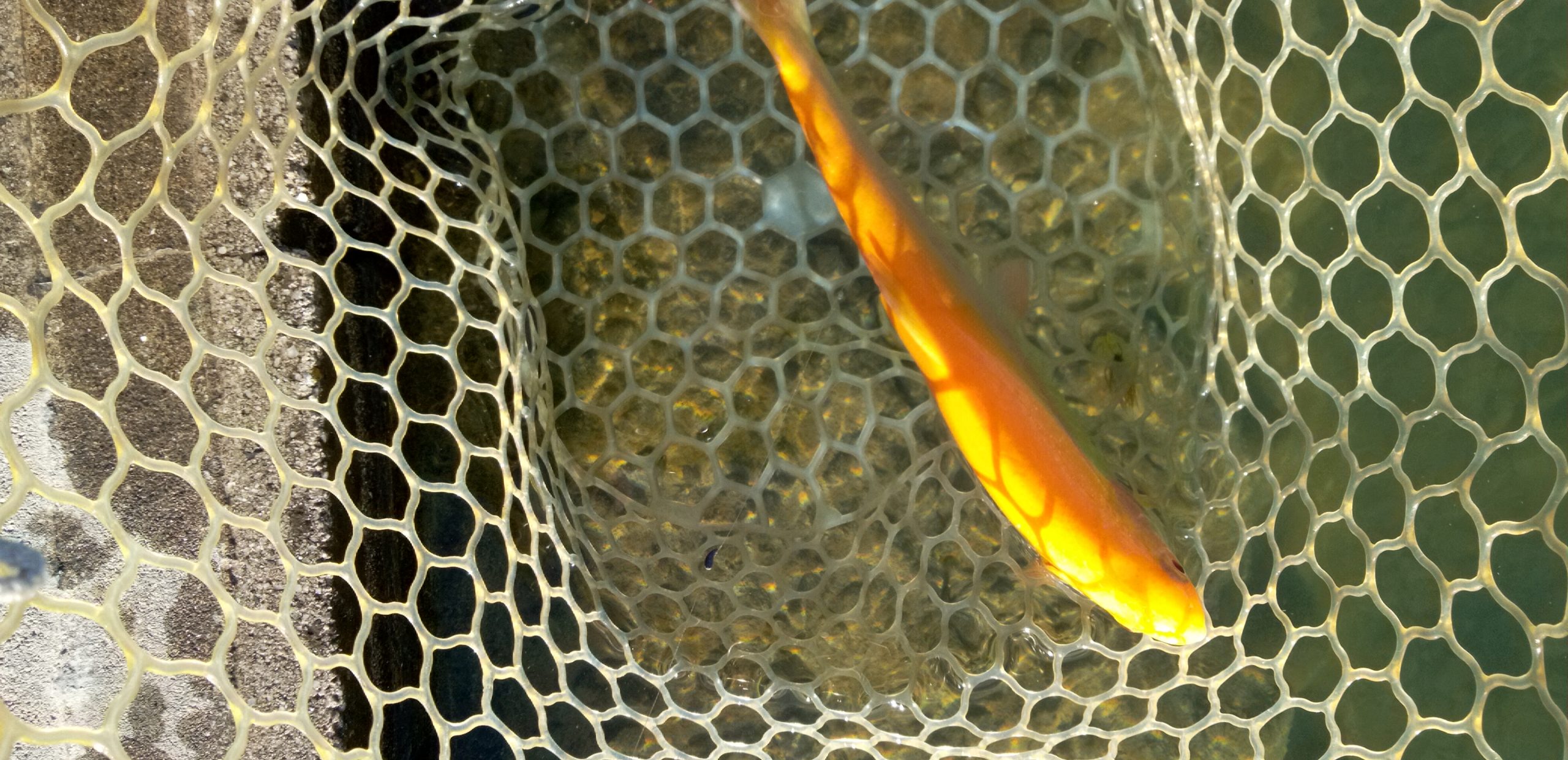 12月8日（月）あきる野市　Shige　さん