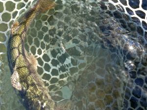 12月19日（金）　あきる野市　Shigeさん