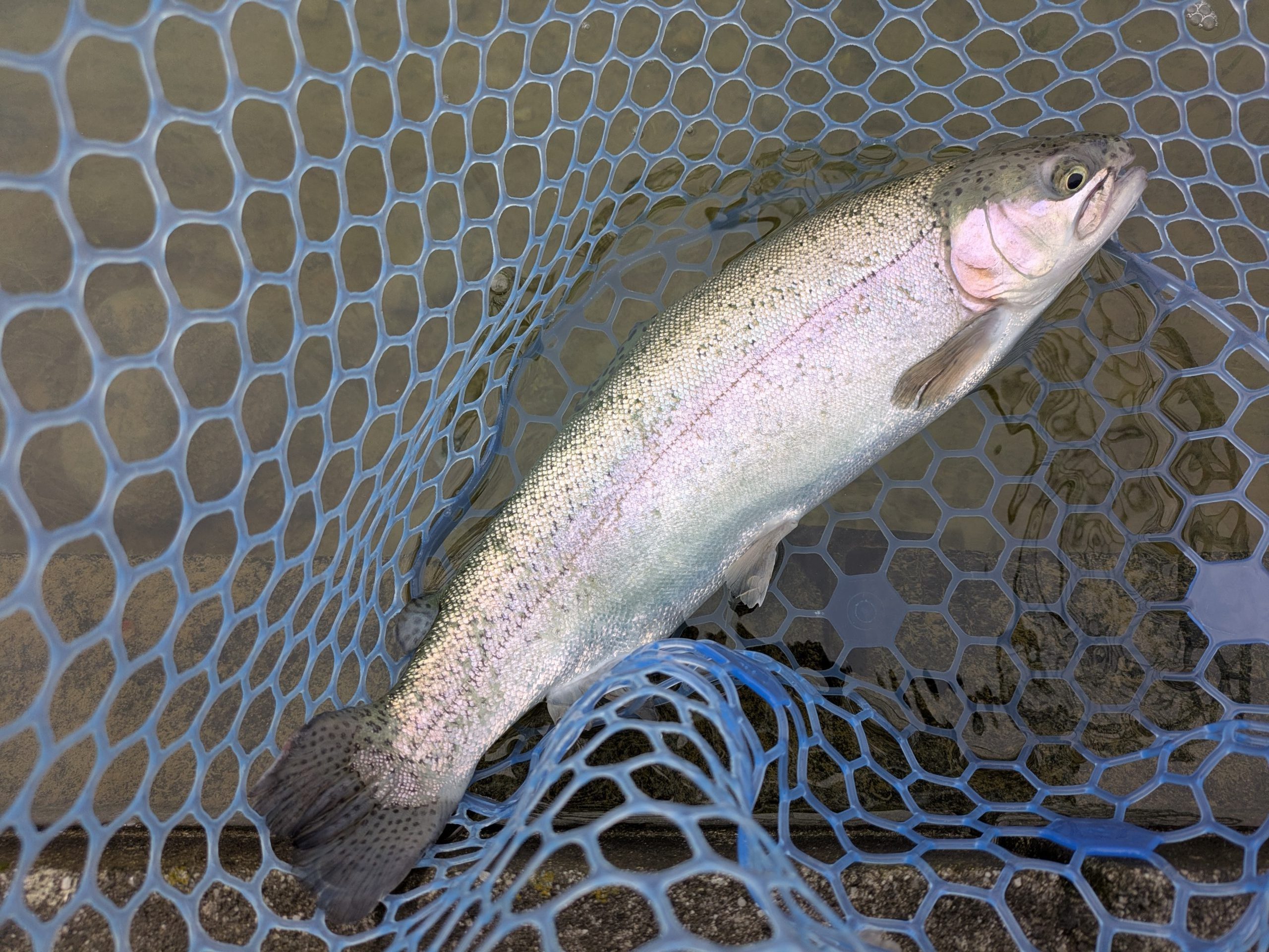 12月3日（水）茅ヶ崎市　スーさん　さん