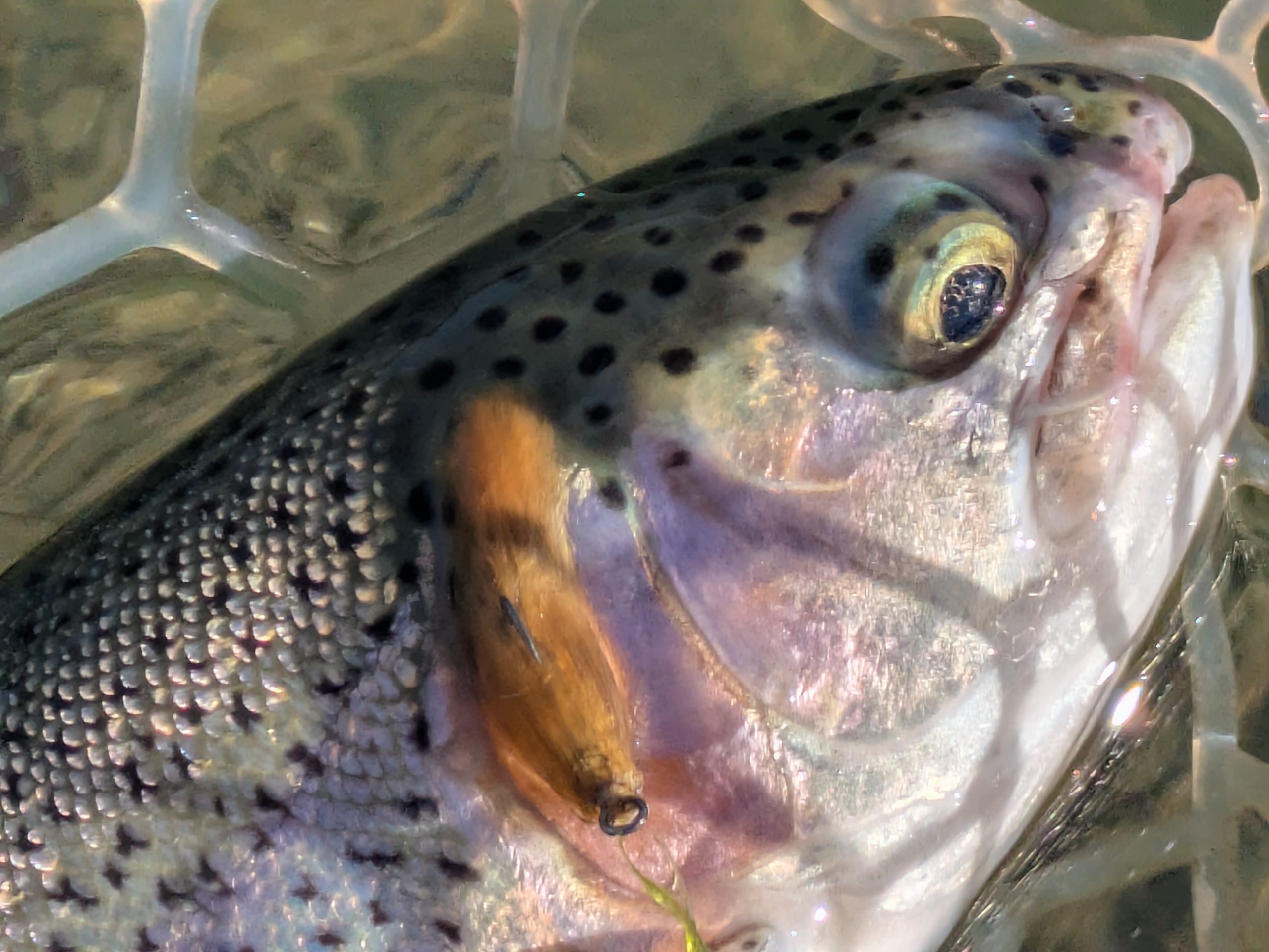 12月6日（土）相模原市　ほへいさん