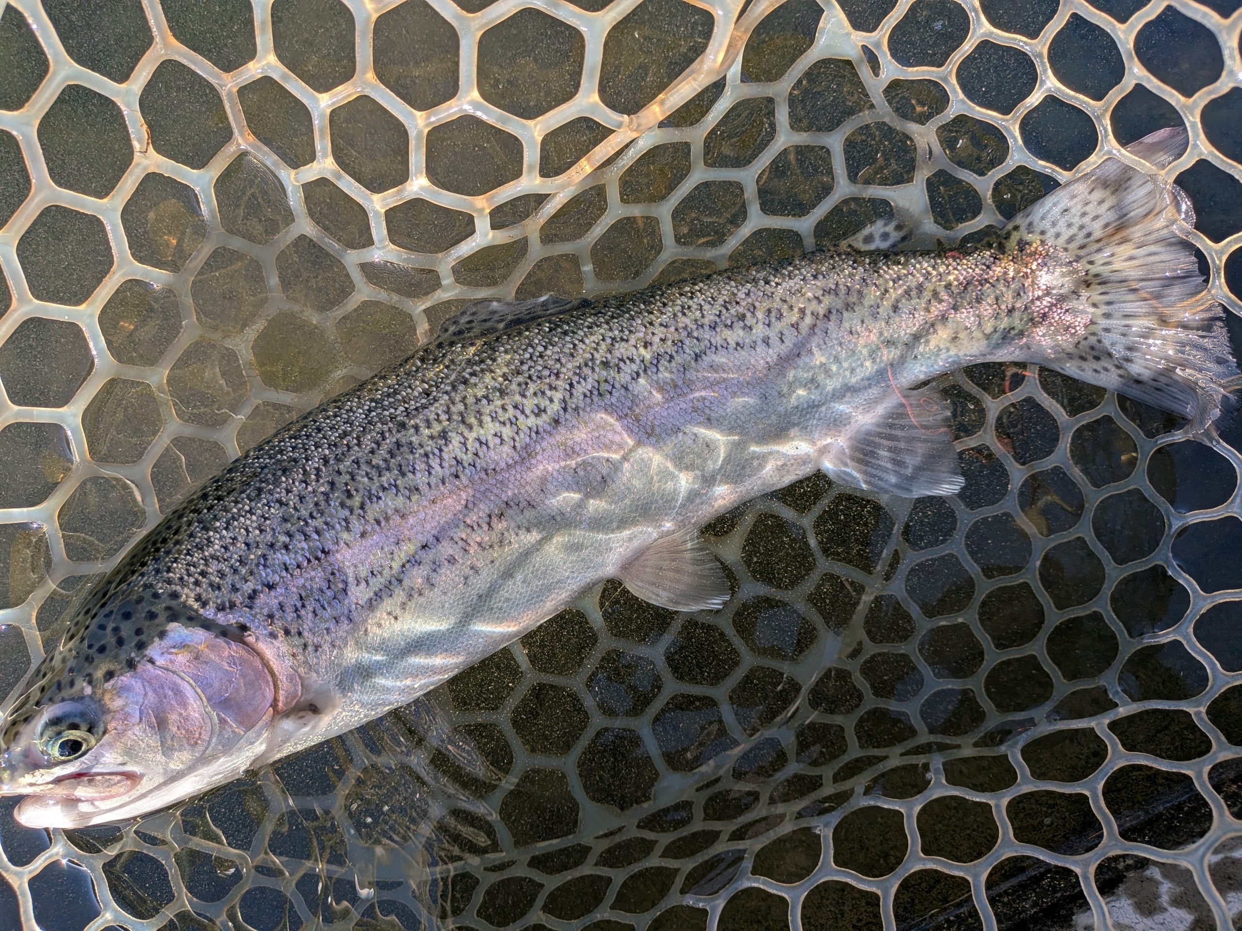 12月8日（月）西東京市　hiro　さん