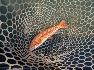 12月8日（月）狭山市　Gety　さん