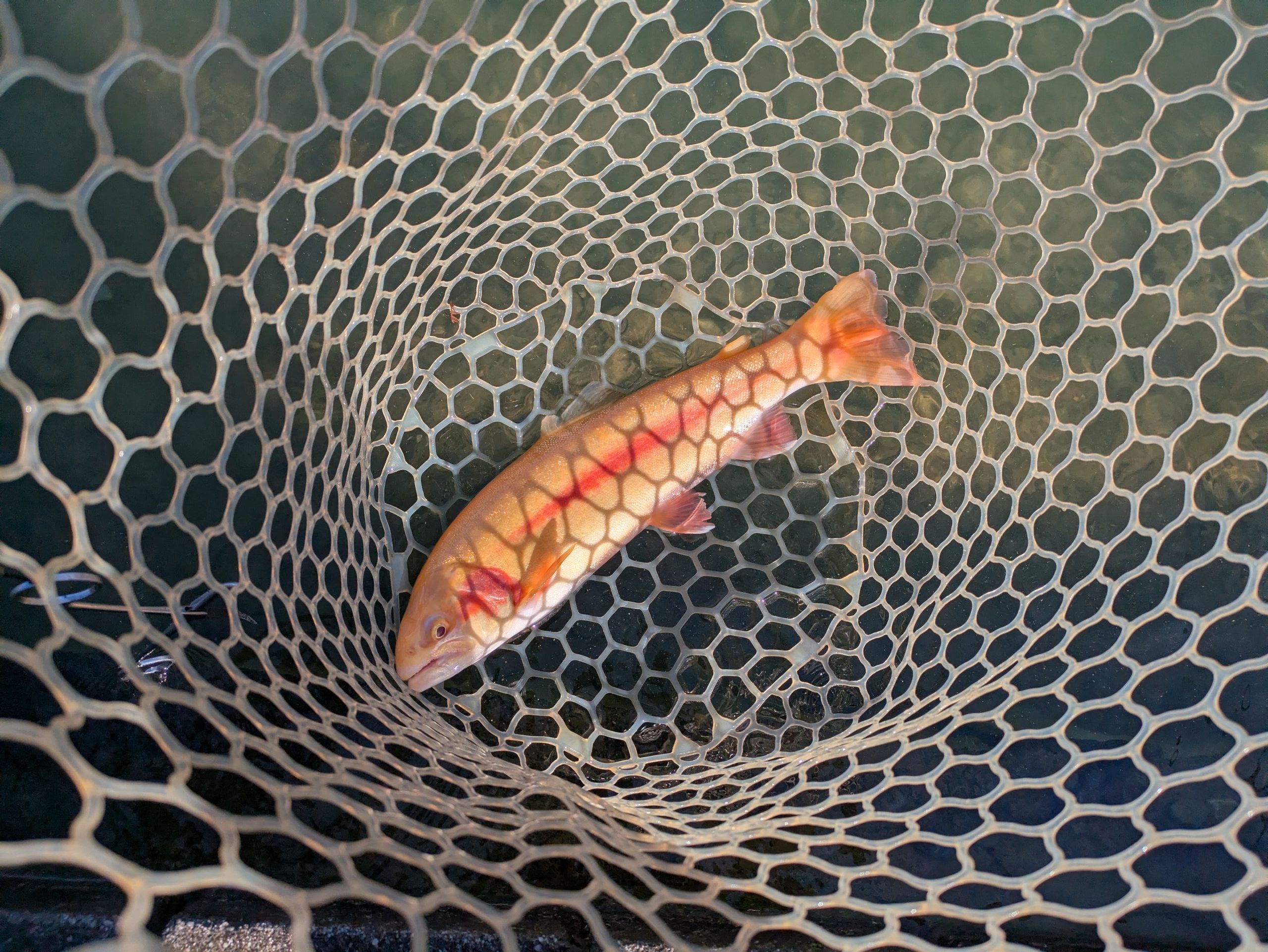 12月8日（月）狭山市　Gety　さん