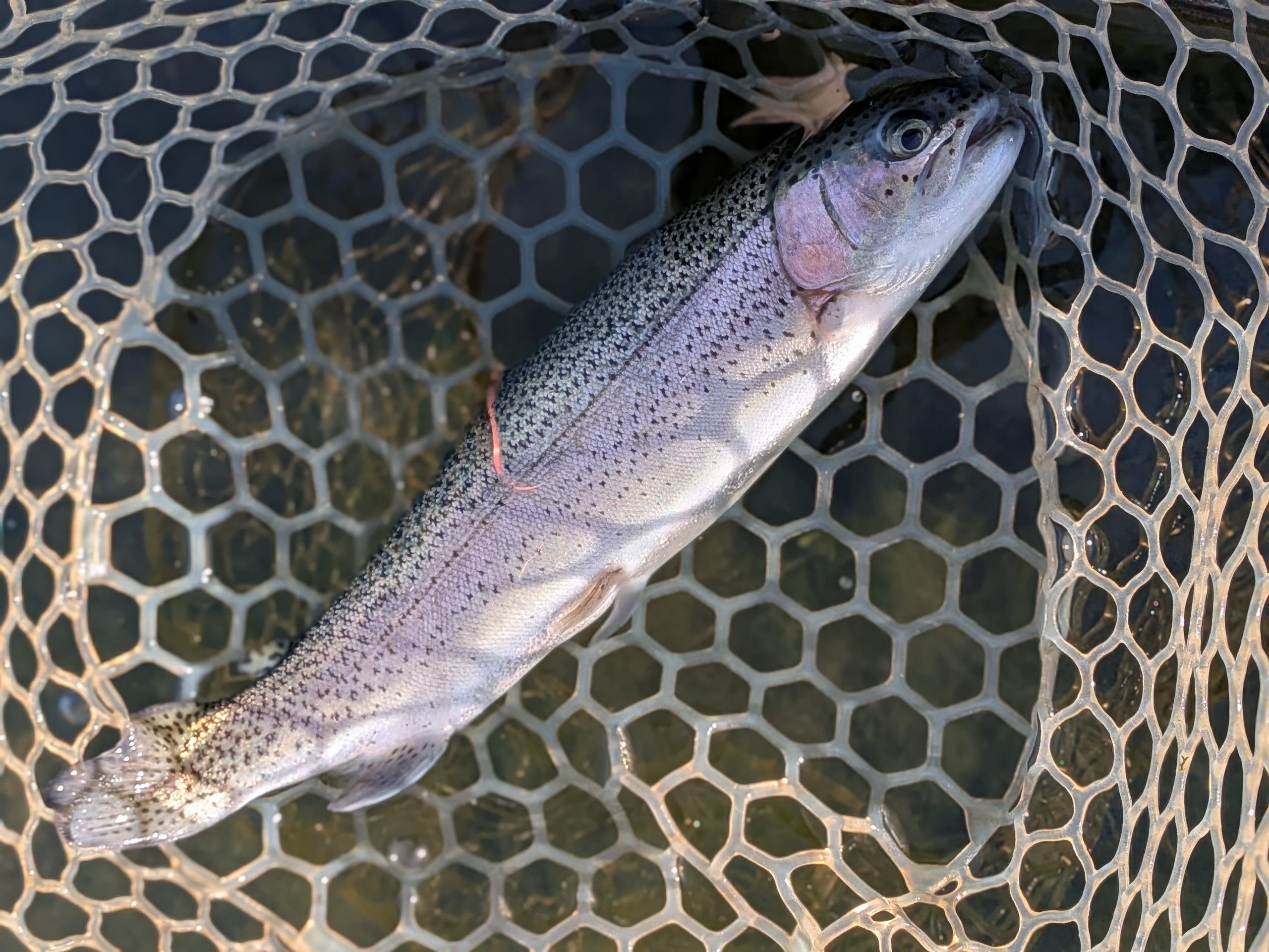 12月10日(水)西東京市 hiroさん