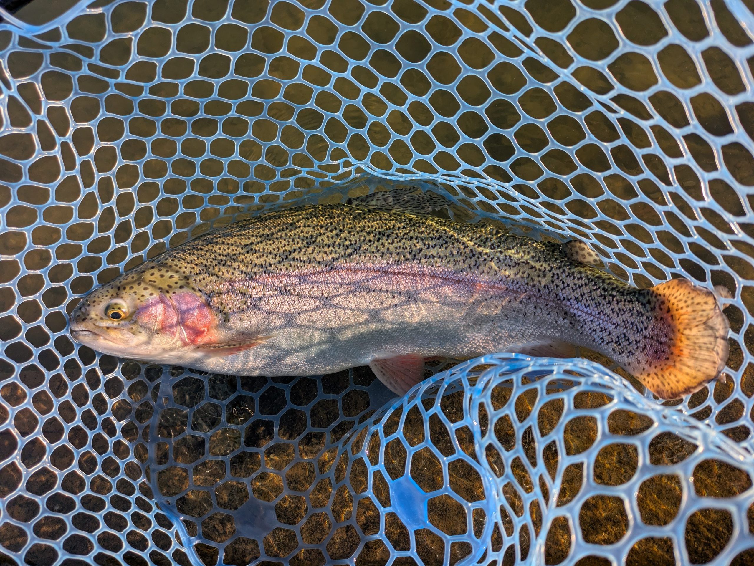 12月17日（水）茅ヶ崎市　スーさん　さん