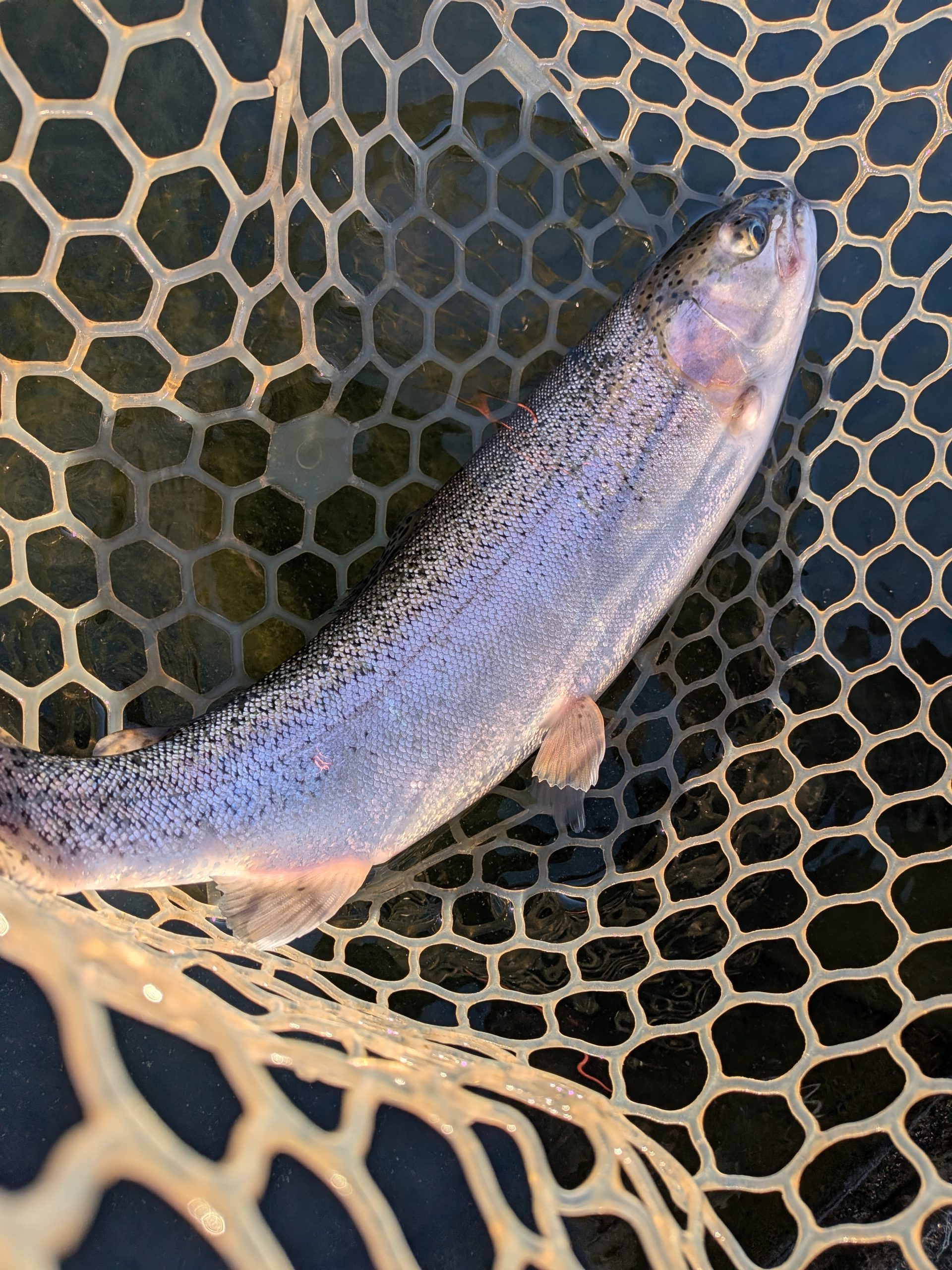 12月19日（金）西東京市　hiroさん