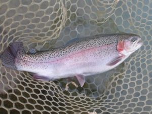 12月2日（火）三鷹市　kazu53さん