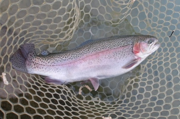 12月2日（火）三鷹市　kazu53さん