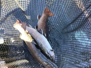 12月28日（日）放流情報