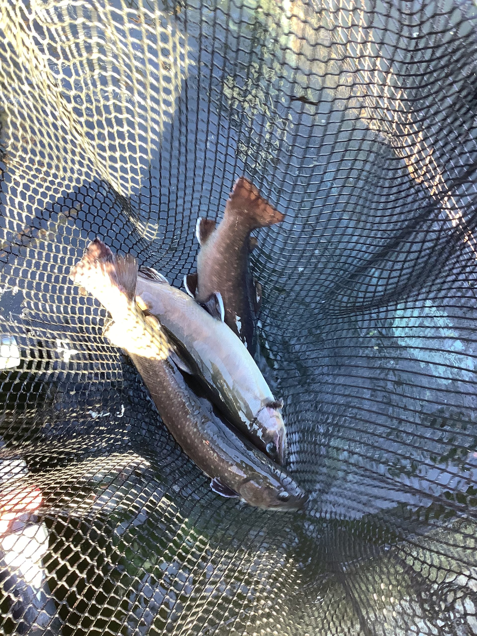 12月28日（日）放流情報