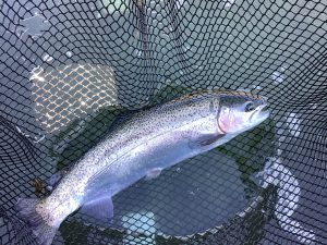 12月29日（月）放流情報