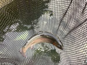 12月20日（土）放流情報