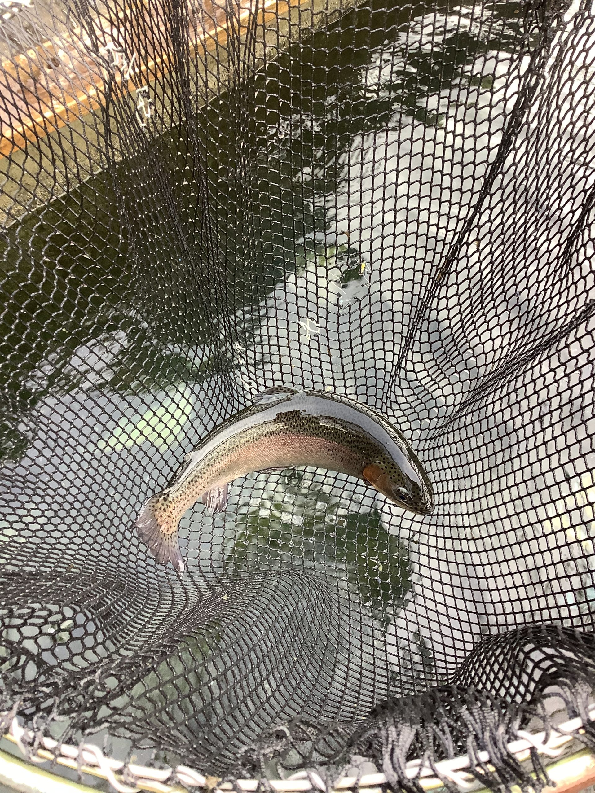 12月20日（土）放流情報