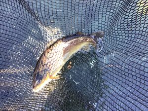 12月27（土）放流情報