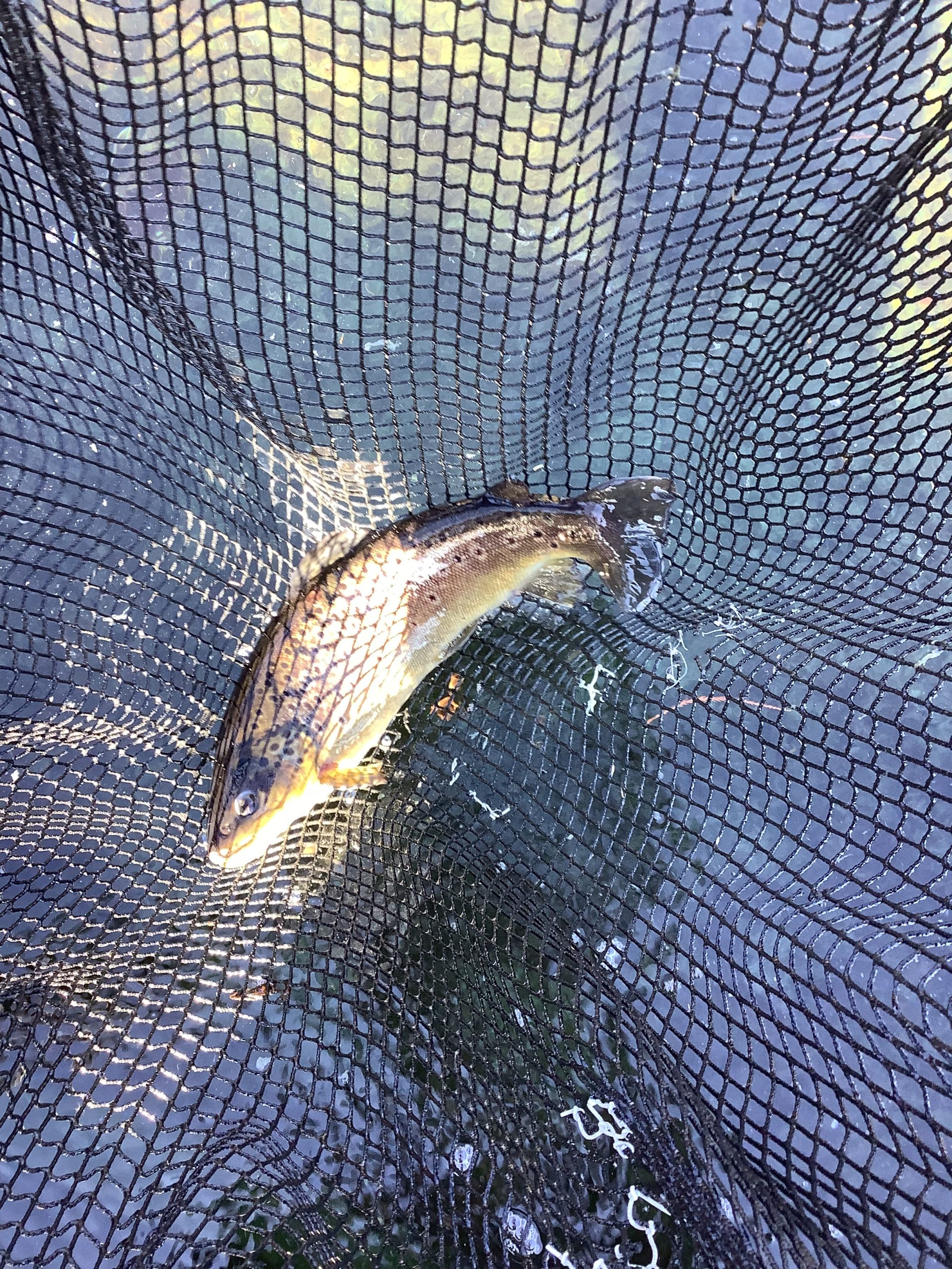 12月27（土）放流情報