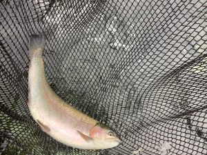 12月21日（日）放流情報