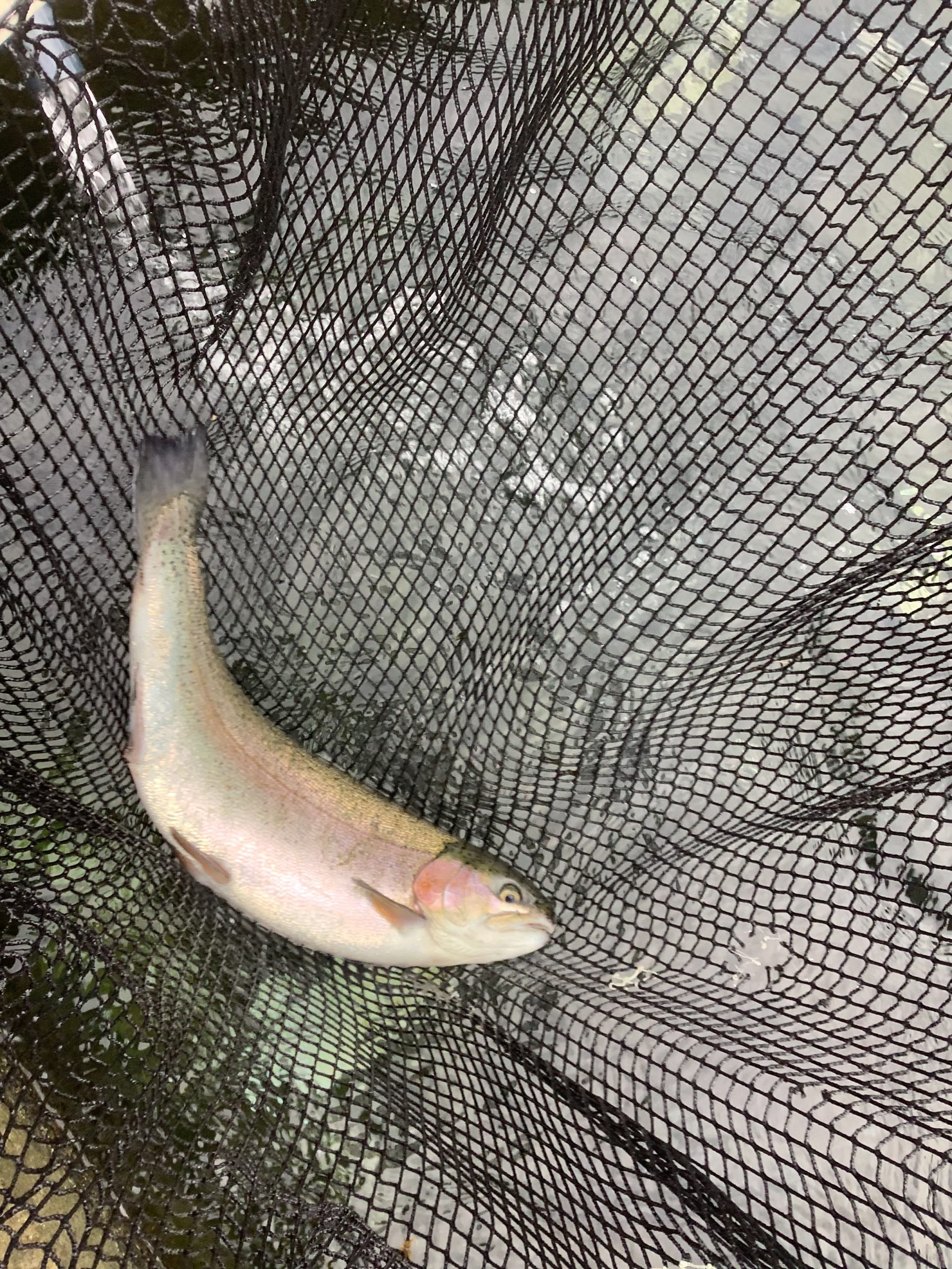 12月21日（日）放流情報