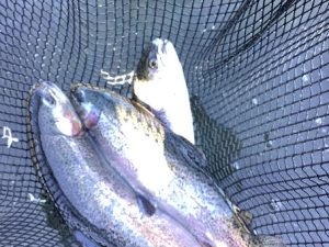 1月31日（土）　放流情報