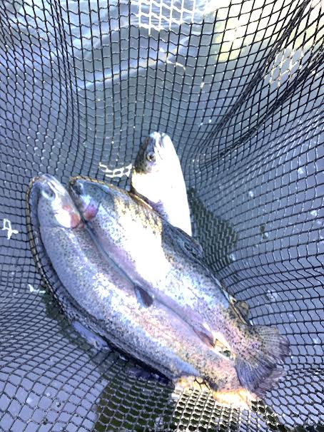 1月31日（土）　放流情報