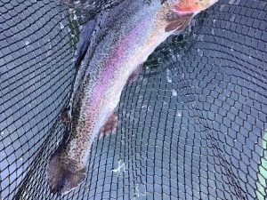 1月4日（日）　放流情報