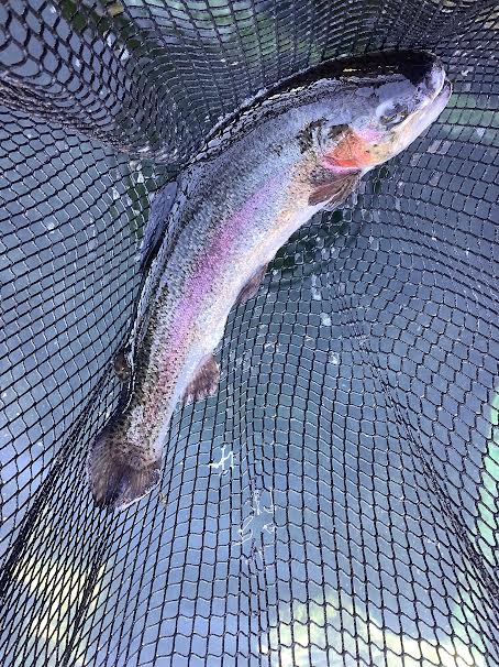 1月4日（日）　放流情報