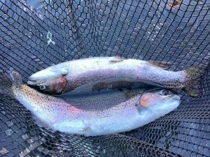 1月12日（月）放流情報