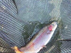 1月17日（土）放流情報