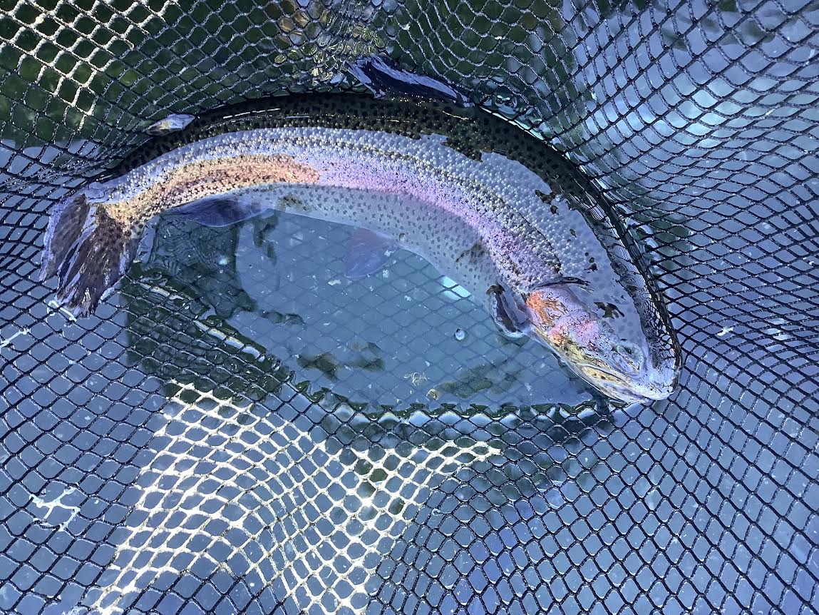 1月3日（土）放流情報