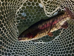 1月2日（金）杉並区　さいとうさん