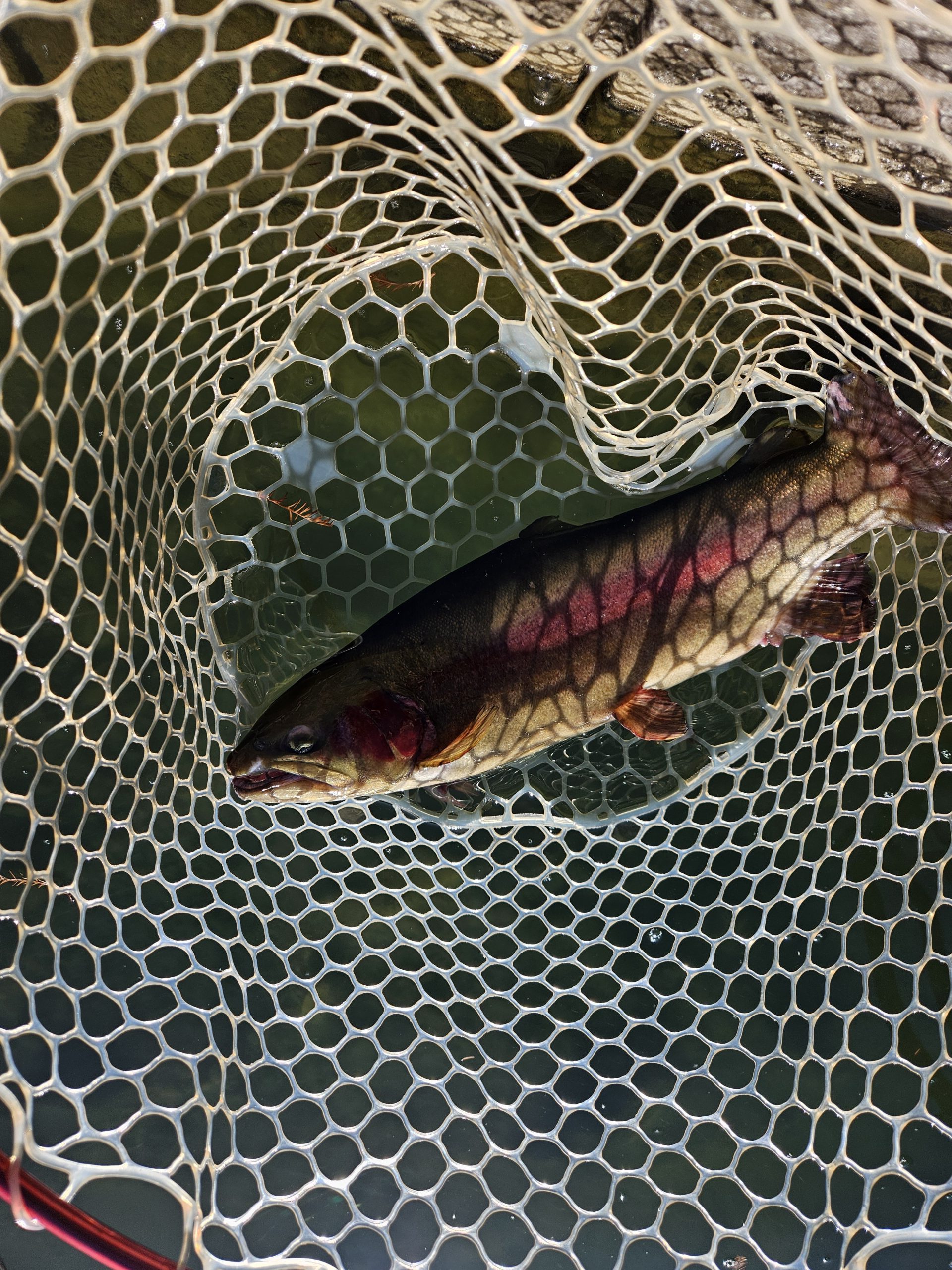 1月2日（金）杉並区　さいとうさん