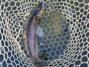 1月2日（金）八王子市　ウスイさん