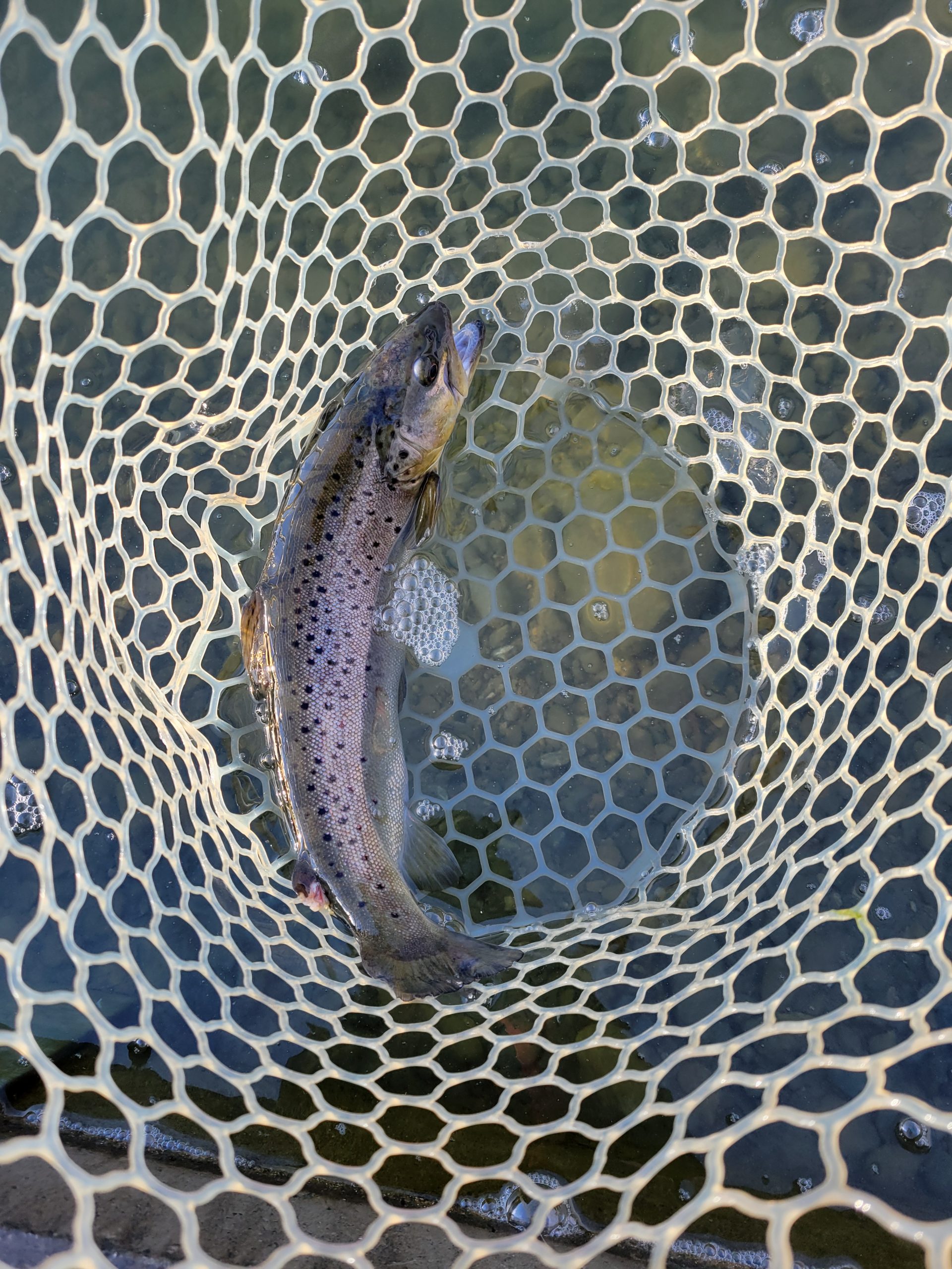 1月2日（金）八王子市　ウスイさん