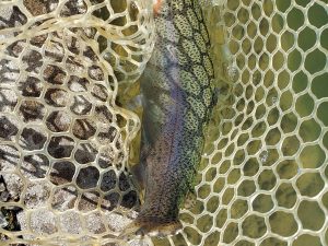 1月3日(土)　八王子市　平山さん