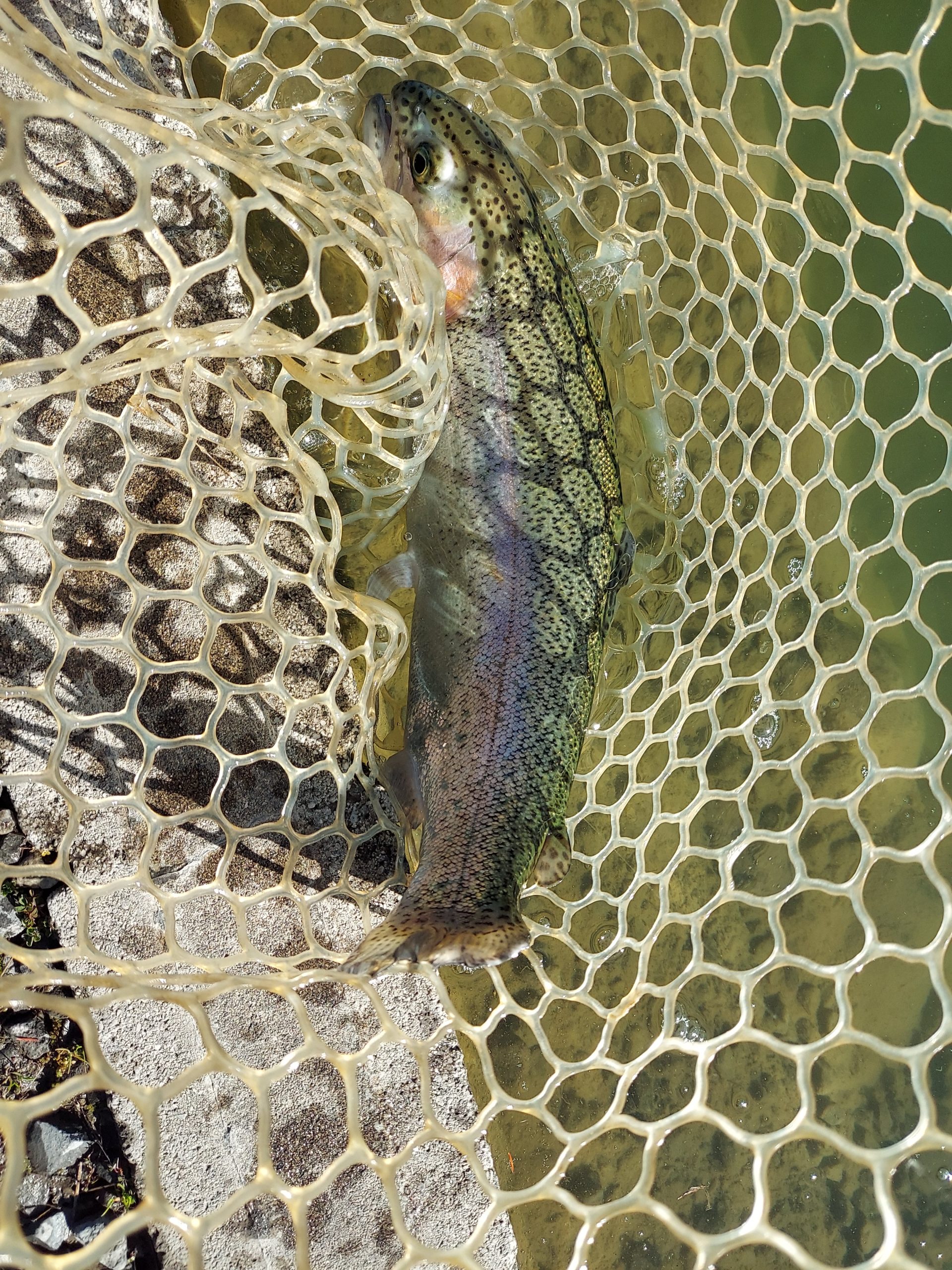 1月3日(土)　八王子市　平山さん