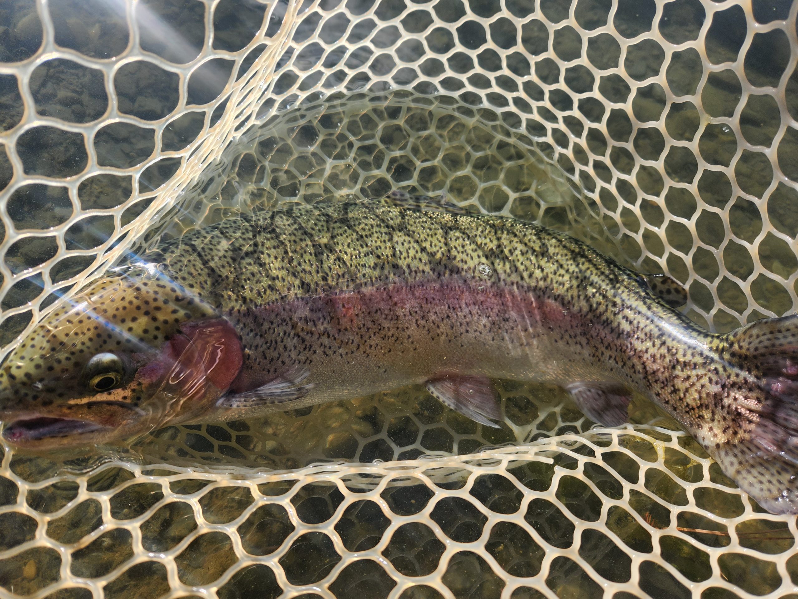 1月3日(土) 飯能市 りょうさん