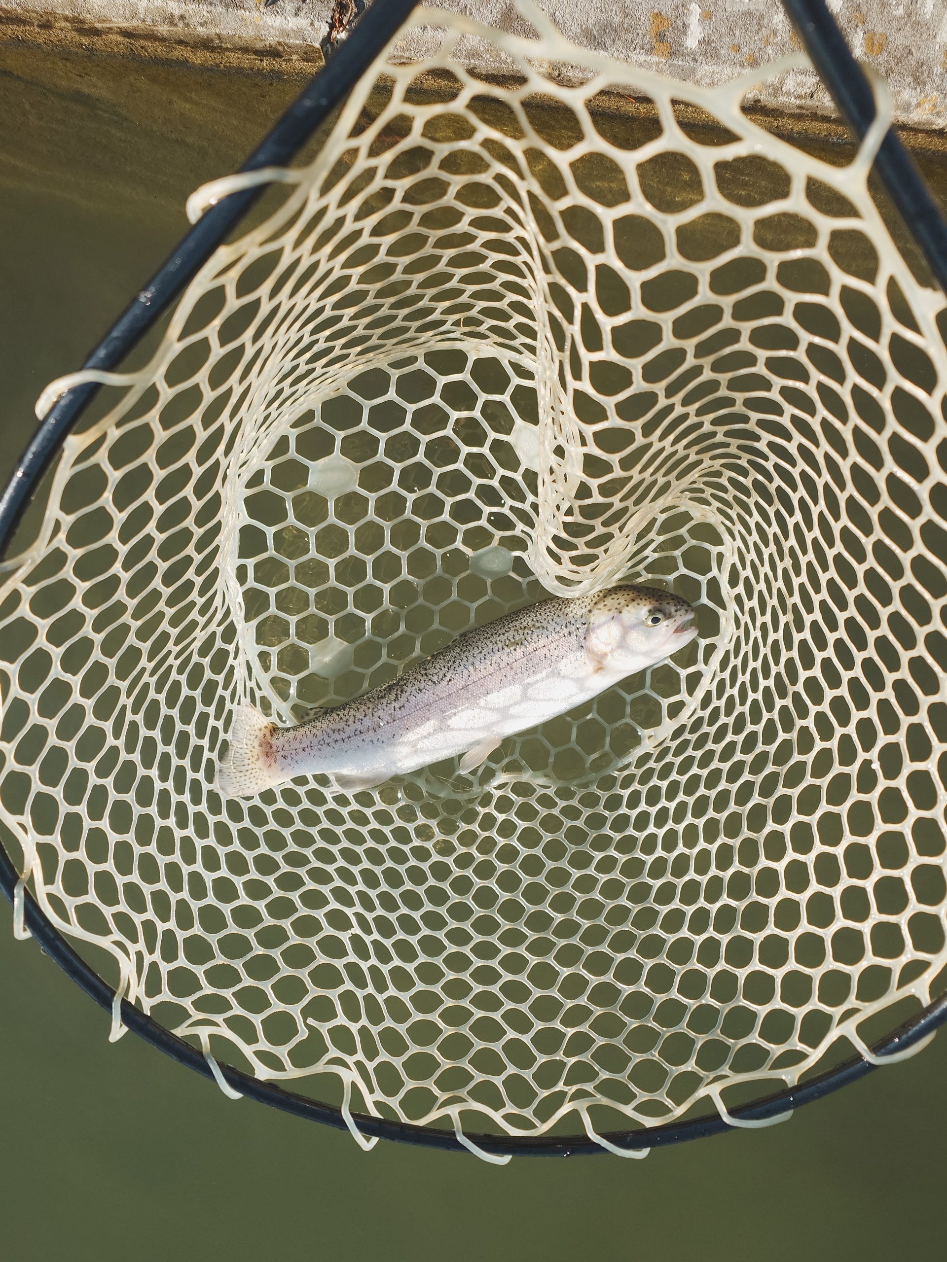 1月4日（日）立川市　たかちゃんさん