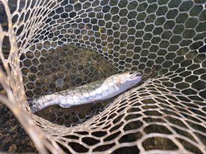 1月5日（月）稲城市　さかい　さん