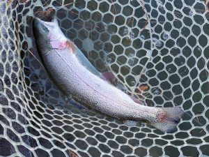 1月11日（日）八王子市　平山さん