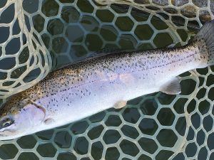 1月12日(月)　入間市　団子鱒さん