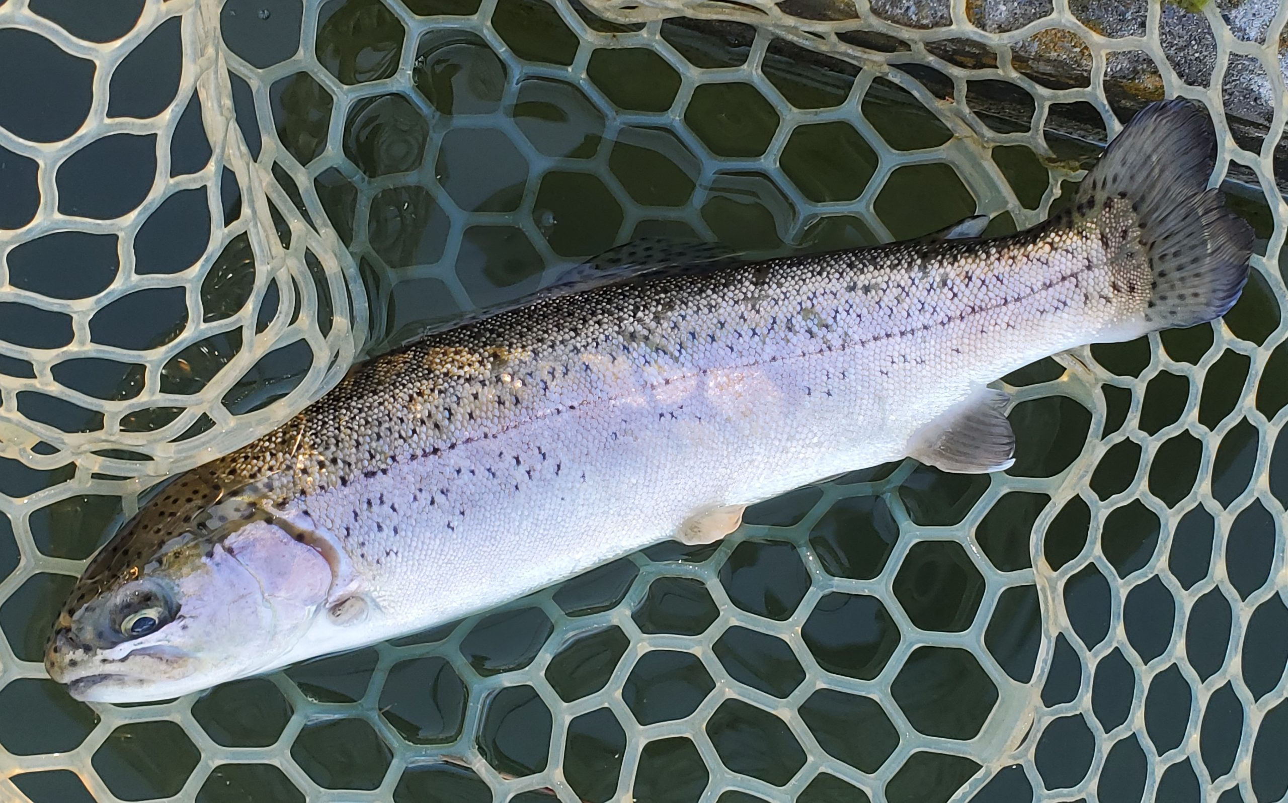 1月12日(月)　入間市　団子鱒さん